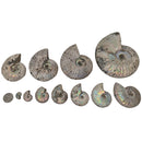 Iridescent Ammonites - Fossil - Madagascar - Era: Cretaceous
