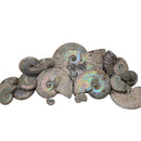Iridescent Ammonites - Fossil - Madagascar - Era: Cretaceous