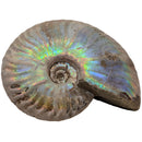 Iridescent Ammonites - Fossil - Madagascar - Era: Cretaceous