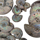 Iridescent Ammonites - Fossil - Madagascar - Era: Cretaceous