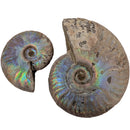 Iridescent Ammonites - Fossil - Madagascar - Era: Cretaceous