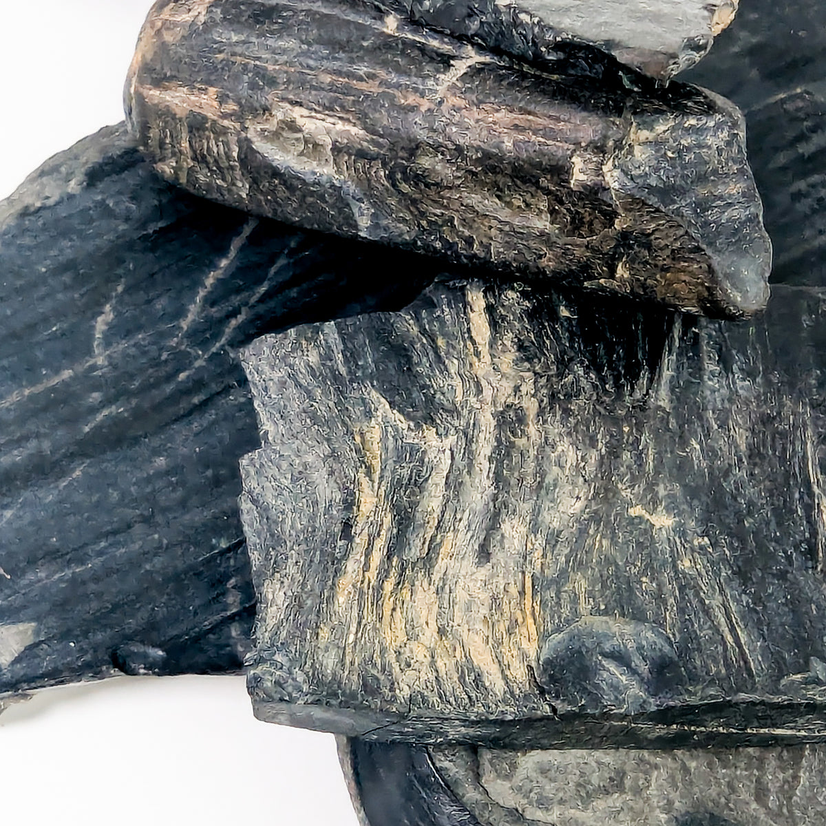 Jet - Fossil - England