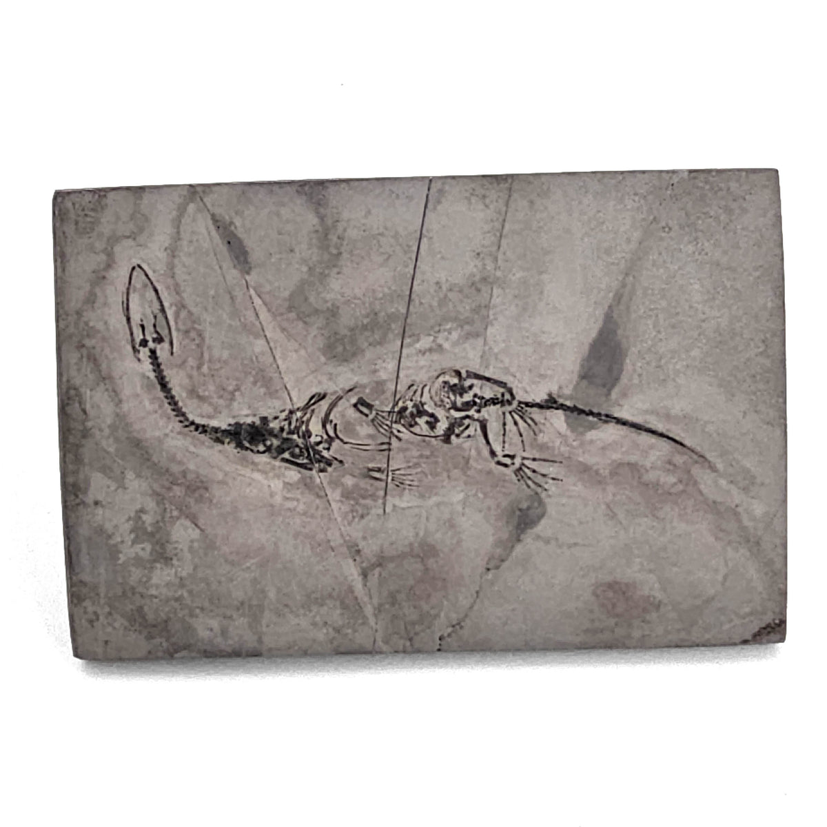 Keichousaurus fossil from Guizhou, China – full slab, front view