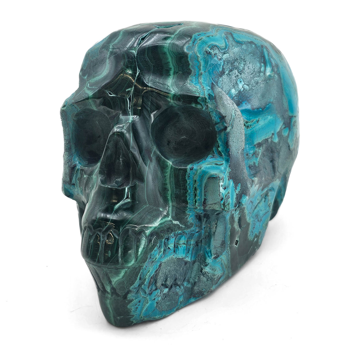 Malacholla skull.