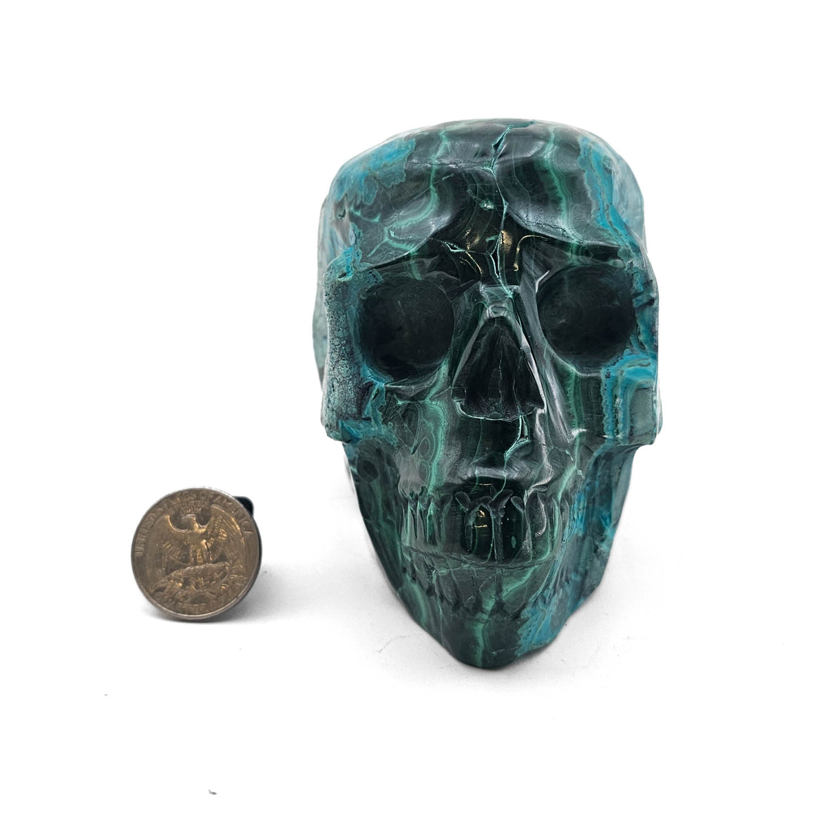 Malacholla skull.