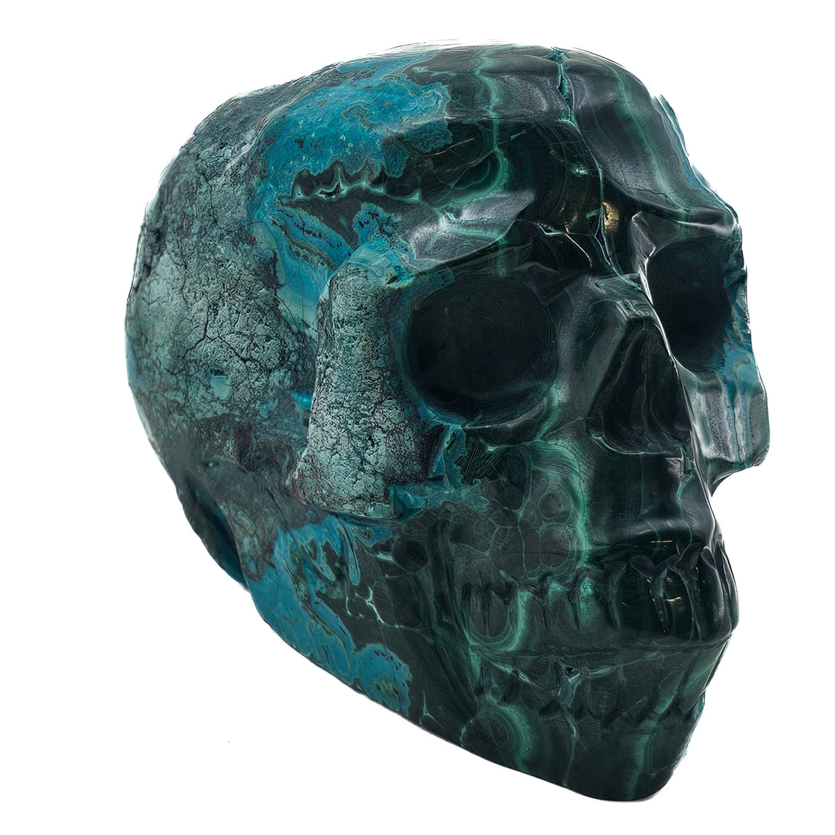 Malacholla skull.