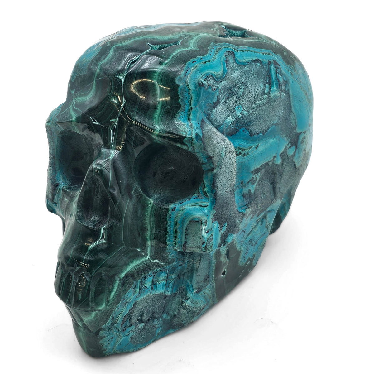 Malacholla skull.