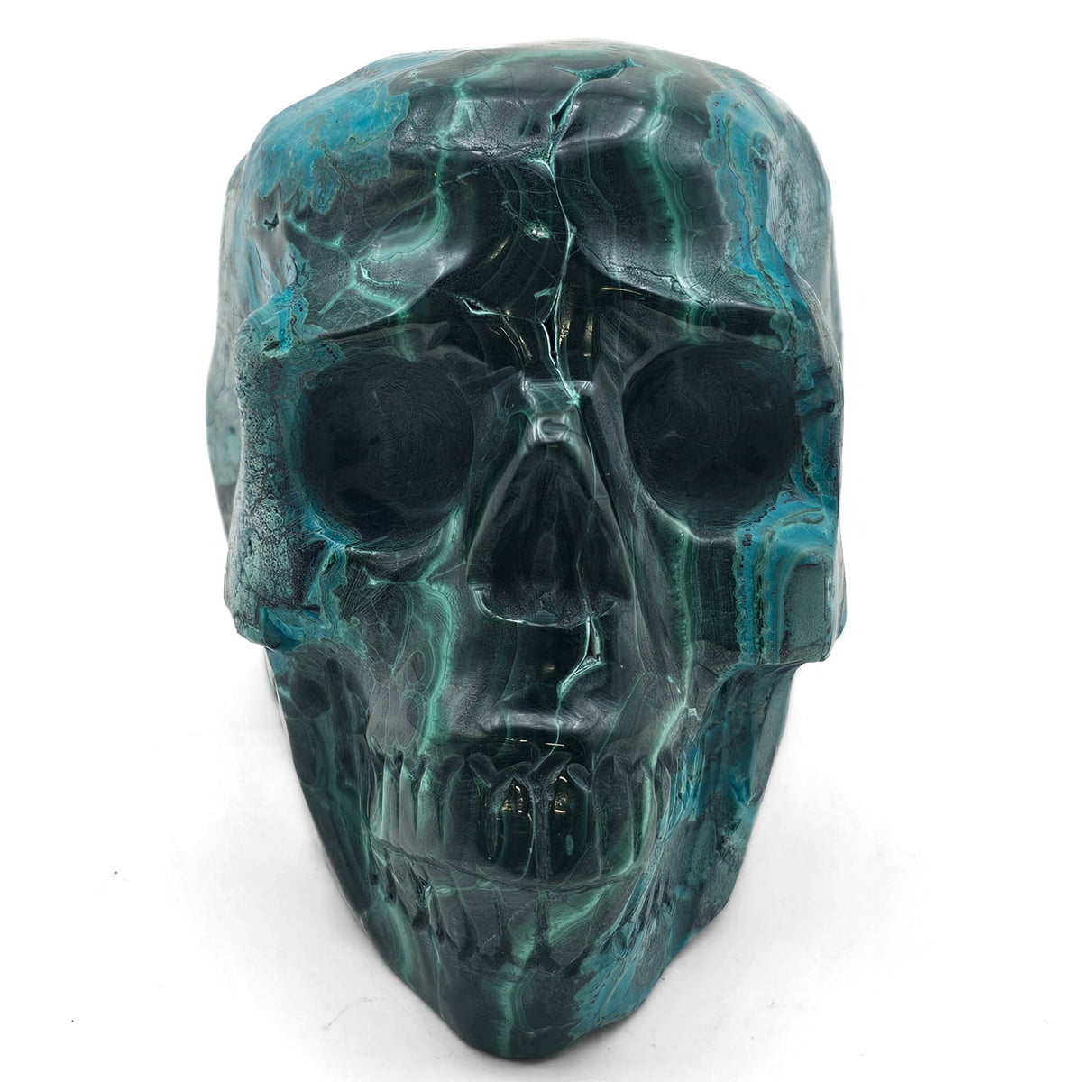 Malacholla skull.