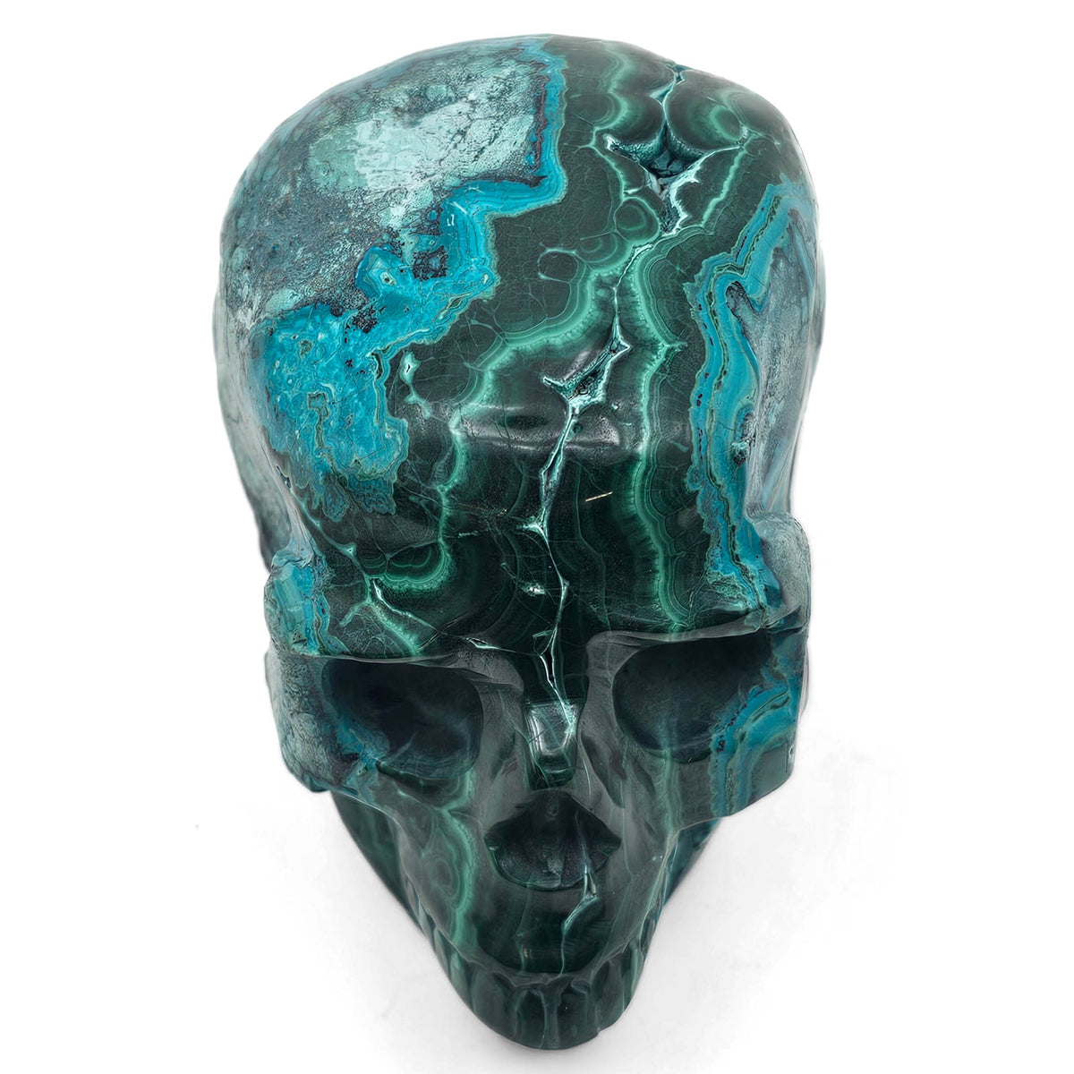 Malacholla skull.