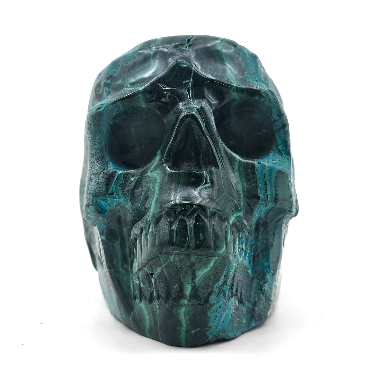 Malacholla skull.