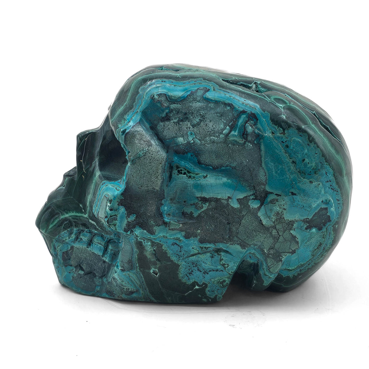 Malacholla skull.