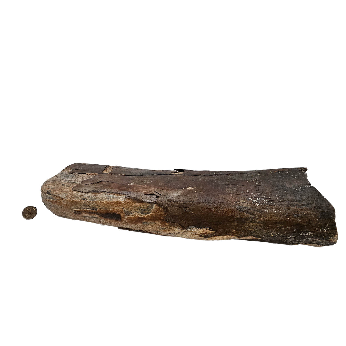 Mammoth Bone Fragment fossil specimen from the Southern North Sea (Doggerland), trawled by Dutch fishing boats.
