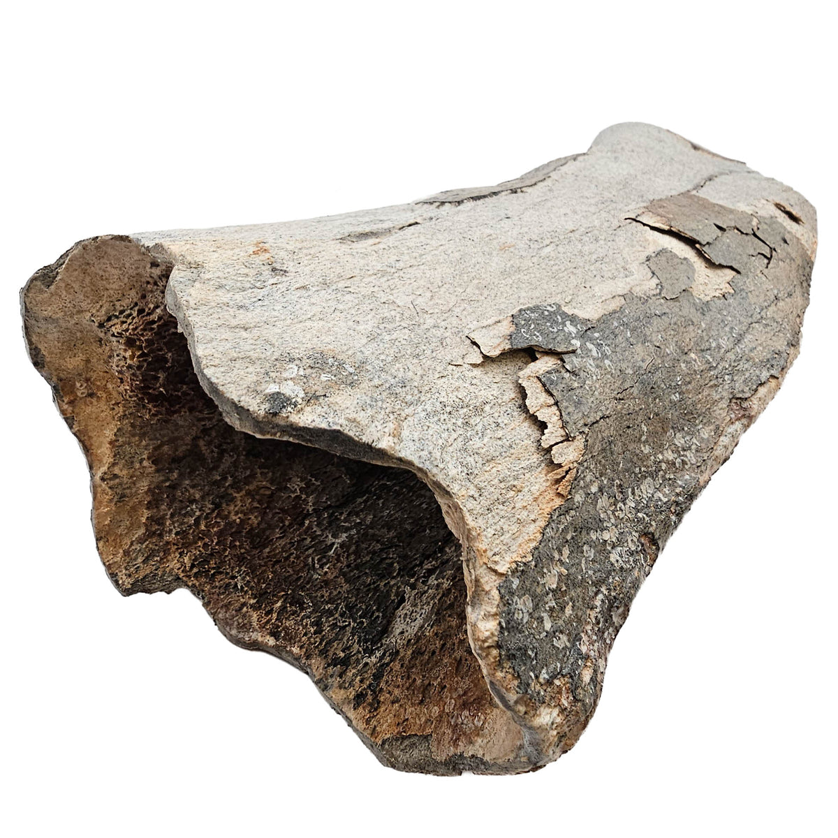 Mammoth Bone Fragment fossil specimen from the Southern North Sea (Doggerland), trawled by Dutch fishing boats.