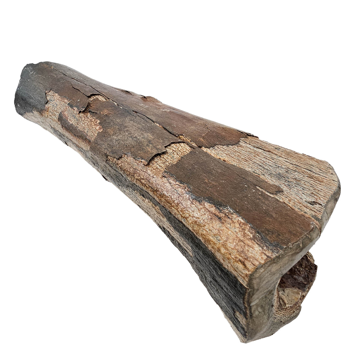 Mammoth Bone Fragment fossil specimen from the Southern North Sea (Doggerland), trawled by Dutch fishing boats.