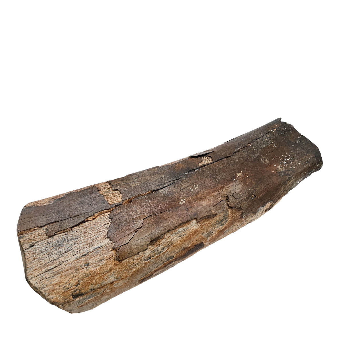 Mammoth Bone Fragment fossil specimen from the Southern North Sea (Doggerland), trawled by Dutch fishing boats.