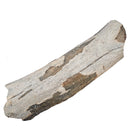 Mammoth Bone Fragment - Fossil Specimen
