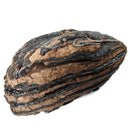 Mammoth Tooth - Fossil Specimen