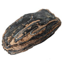 Mammoth Tooth - Fossil Specimen