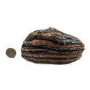 Mammoth Tooth - Fossil Specimen