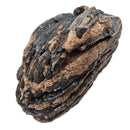 Mammoth Tooth - Fossil Specimen