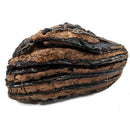 Mammoth Tooth - Fossil Specimen