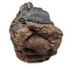 Mammoth Tooth - Fossil Specimen