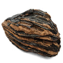 Mammoth Tooth - Fossil Specimen