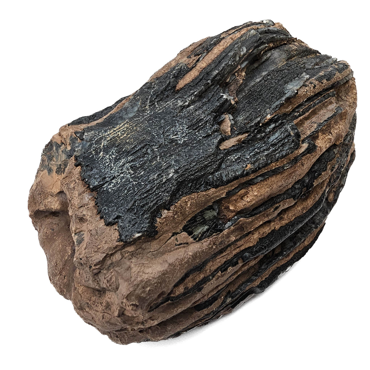 Mammoth Tooth fossil specimen from San River, Poland.