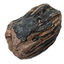 Mammoth Tooth - Fossil Specimen