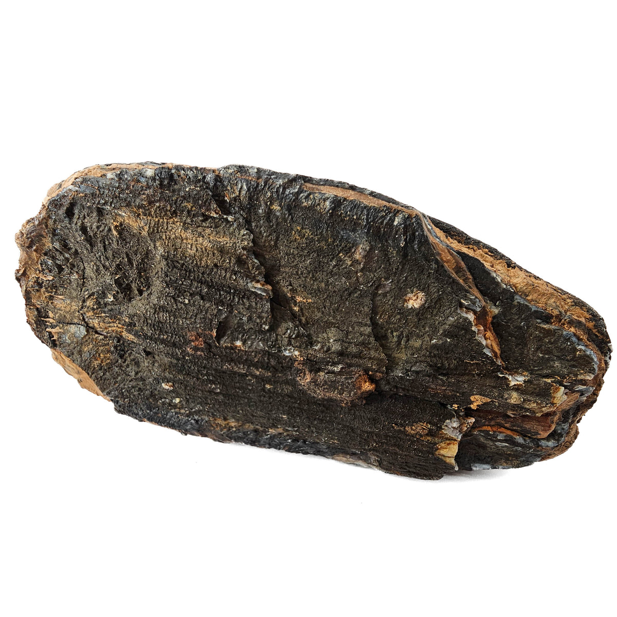 Mammoth Tooth fossil specimen from San River, Poland.