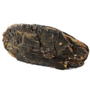 Mammoth Tooth - Fossil Specimen