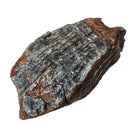 Mammoth Tooth - Fossil Specimen