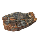 Mammoth Tooth - Fossil Specimen