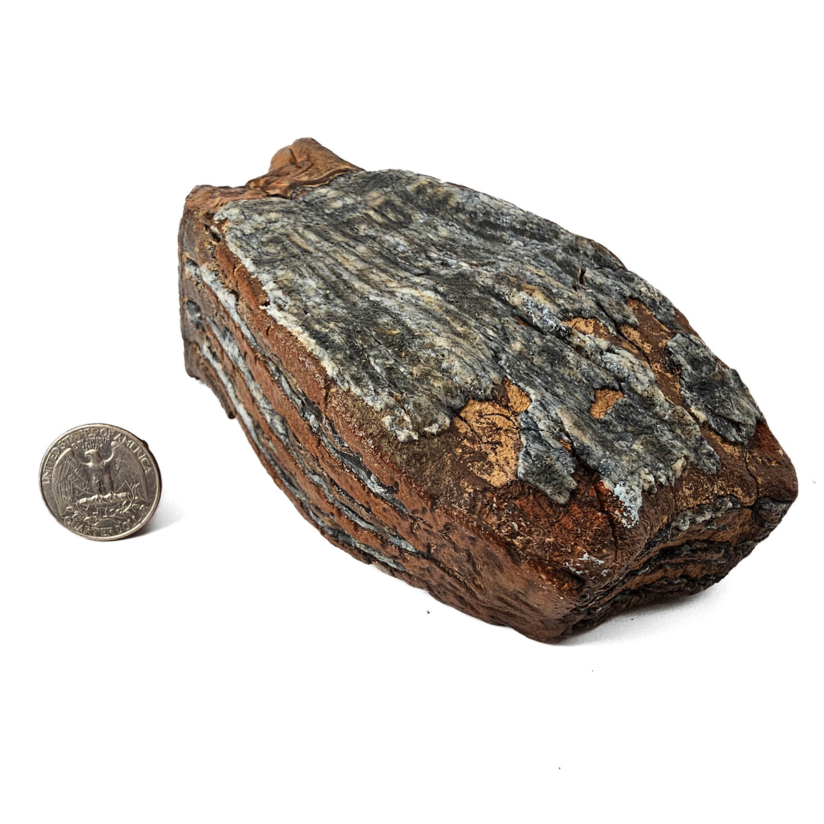 Mammoth Tooth fossil specimen from San River, Poland.