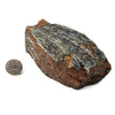 Mammoth Tooth - Fossil Specimen