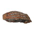 Mammoth Tooth - Fossil Specimen