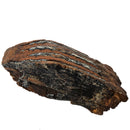 Mammoth Tooth - Fossil Specimen