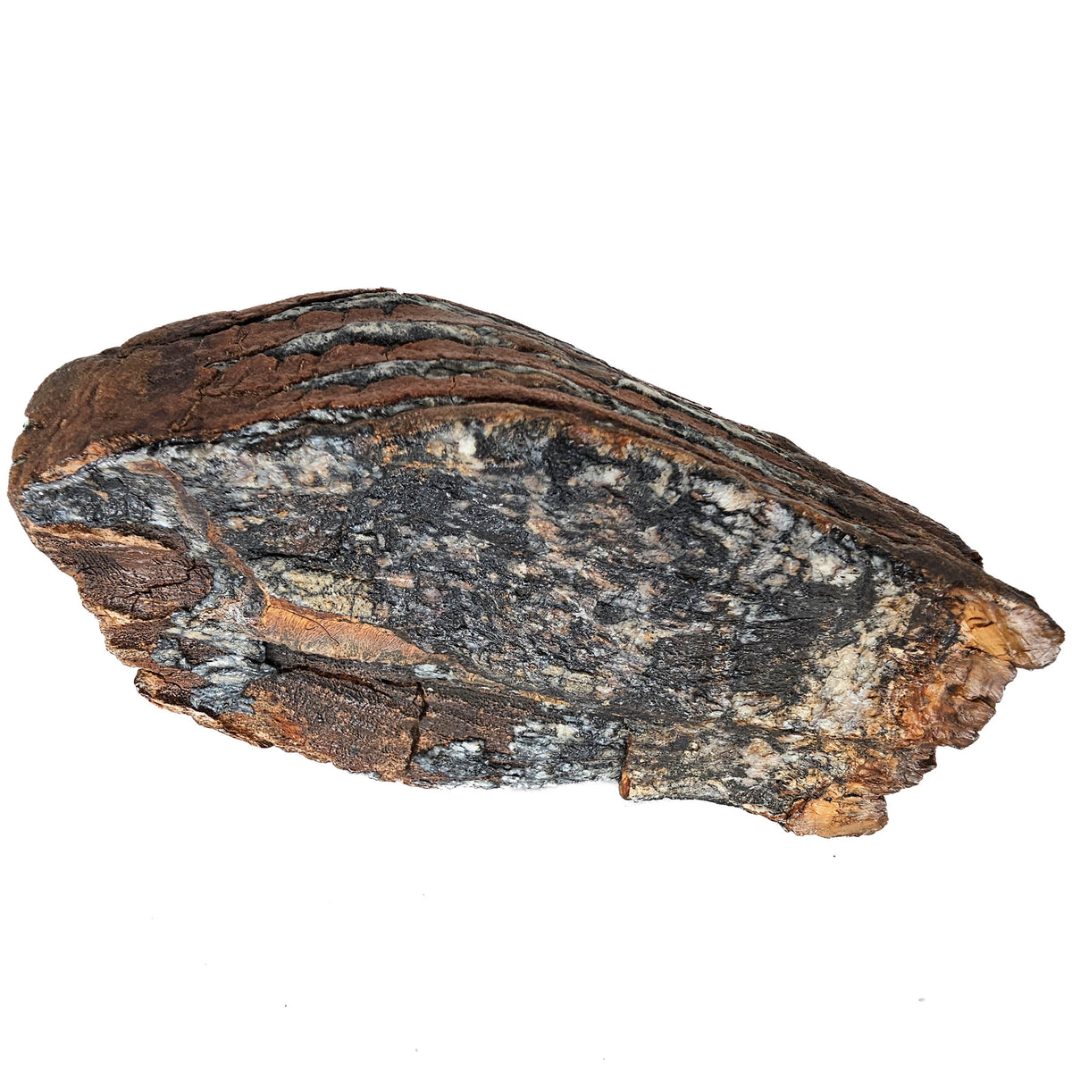 Mammoth Tooth fossil specimen from San River, Poland.