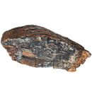 Mammoth Tooth - Fossil Specimen