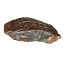 Mammoth Tooth - Fossil Specimen