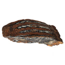 Mammoth Tooth - Fossil Specimen