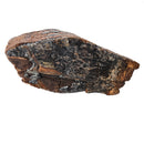 Mammoth Tooth - Fossil Specimen