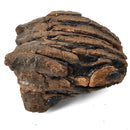 Mammoth Tooth - Fossil Specimen