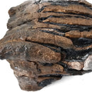 Mammoth Tooth - Fossil Specimen