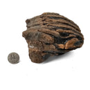 Mammoth Tooth - Fossil Specimen