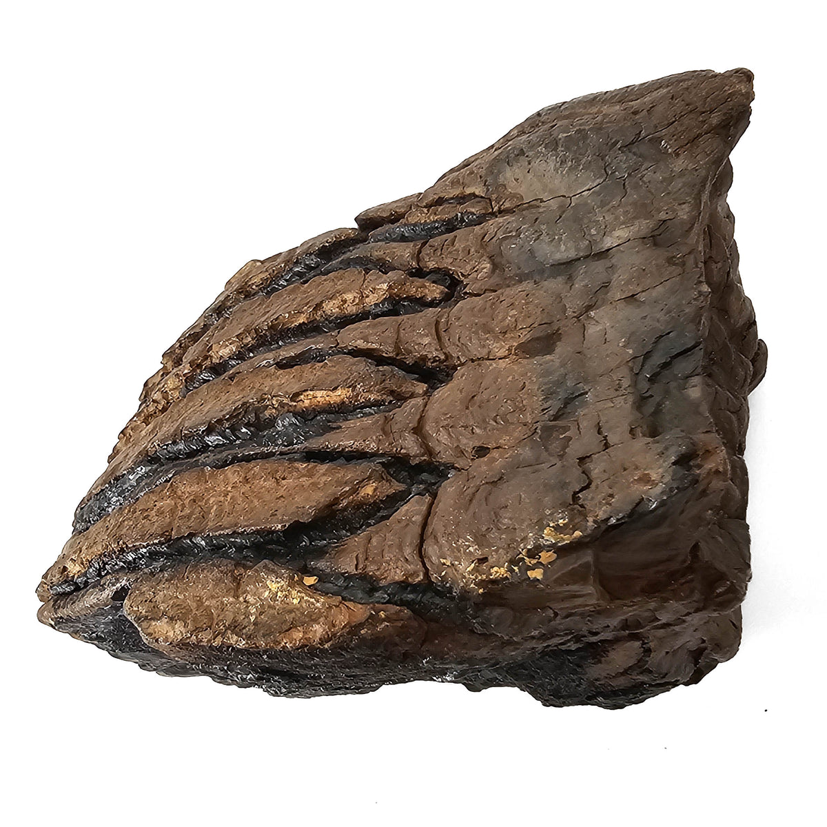 Mammoth Tooth fossil specimen from San River, Poland.