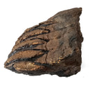 Mammoth Tooth - Fossil Specimen