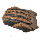 Mammoth Tooth - Fossil Specimen
