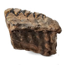 Mammoth Tooth - Fossil Specimen