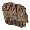 Mammoth Tooth - Fossil Specimen